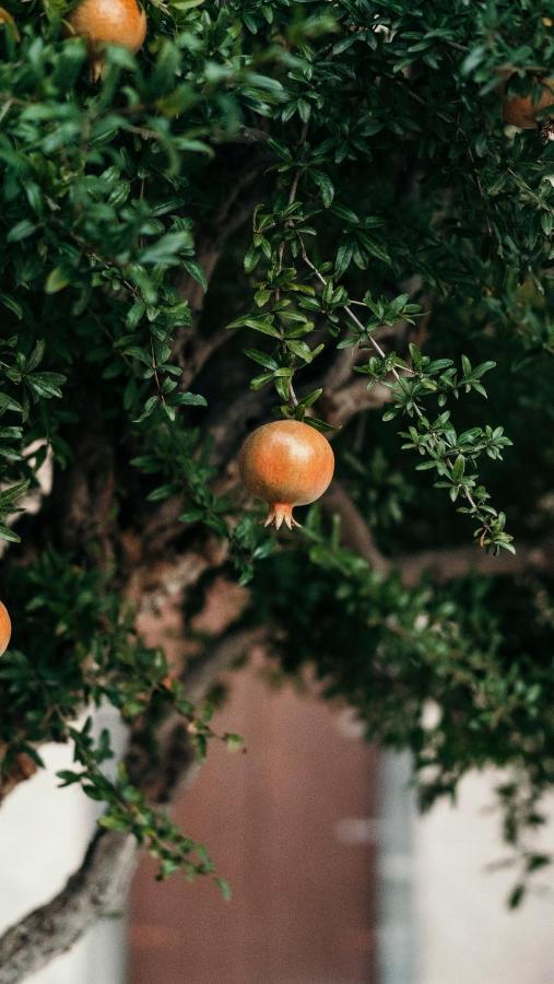 Puleera Boutique Hotel Giarre Dış mekan fotoğraf
